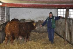 Præstegårdens Limousine - Niels Larsen fremviser sine ca 10 mdr. gamle tyre med dobbeltmuskulatur