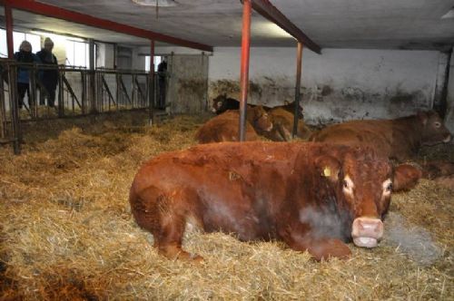 Præstegårdens Limousine - Besætningen tæller PT 4 køer plus opdræt, samt en løbetyr - også med dobbeltmuskulatur-genet.