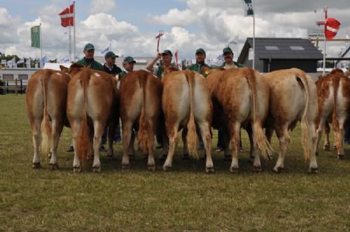 Ærespræmie-/fløjdyr - Bedste Besætningsgruppe Limousine: Afkom efter RydeRembrandt, Birkely Picasso, Grahams Samson, Mas du Clo og Hammel Osvald. Ejer Hans Kjeld Hansen