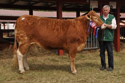 Ærespræmie-/fløjdyr - Kvier 24-30 mdr: Cendrillon efter Utah. Fløj, 23 point, ærespræmie og Reserve Champion Kvie. Ejer Mogens Egeholm Pedersen