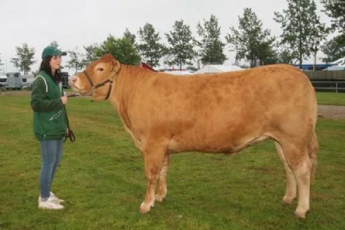 Ærespræmiedyr - Risvang Elina 23 point og ærespræmie. Far Aede, morfar Heros -MN. Ejer Risvang Limousine.