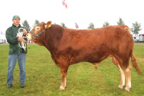 Ærespræmiedyr - Engkjær Electure 23 point og ærespræmie. Far Engkjær polled Cilas, morfar Uralou. Ejer Jan Winum Povlsen.