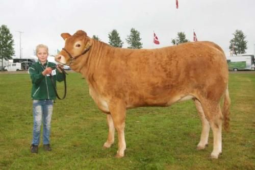 Ærespræmiedyr - Kærsgaards Fine 23 point og ærespræmie. Far Ultrabo -MN, morfar Hammel Valiant. Ejer Kærsgaard Limousine.