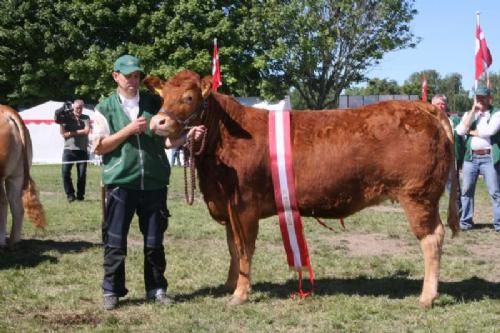 Ærespræmiedyr - Bedste Polled Limousine: Vaselund Elegance P., en Resdal Polled Anton-datter. 23. point og ærespræmie. Ejer Niels Hansen, Nyrup.