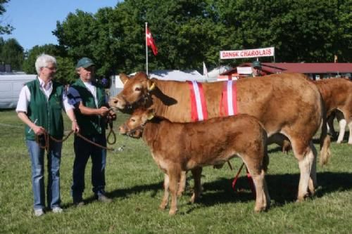 Ærespræmiedyr - Bedste Ko og Bedste Hundyr: Løserupgaard Bilde, en Hammel Louis-datter. 23 point og ærespræmie. Ejer Jane & Ebbe Kofod, Grevinge.