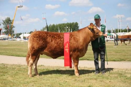 Ærespræmiedyr - Bedste Yngre Kvie: Engkjær Elite. Far: Aede, morfar: Hammel honneur. 24 point og ærespræmie. Ejer Søren Grunnet, Billund