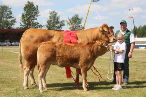 Ærespræmiedyr - Bedste Yngre Ko, Bedste Hundyr, 2. pl. i Interbreed: Kærsgaards Casablanca. Far: Hammel Valiant, morfar: Hammel Oberst. 24 point og ærespræmie. Ejer: Helle & Jesper Boll-Kragelund, Skørping.