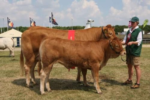 Ærespræmiedyr - Kjeldgaard Blomst: Champion Yngre Ko. 23 point og ærespræmie. Ejer Kirsten & Lise Levinsen