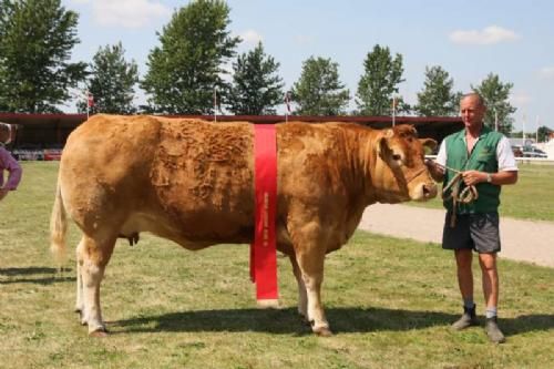 Ærespræmiedyr - Hammel Thyra: Champion Ældre Ko og Bedste Hundyr. 24 point og ærespræmie. Ejer Helle & Jesper Boll-Kragelund