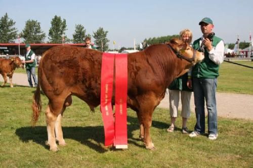 Ærespræmiedyr - Dario: Champion Yngre Tyre og Bedste Handyr. 23 point og ærespræmie. Ejer Charlotte & René Westphal Laursen