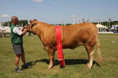 Ærespræmiedyr - Kærsgaards Casablanca: Champion Ældre Kvie. 23 point og ærespræmie. Ejer Helle & Jesper Boll-Kragelund