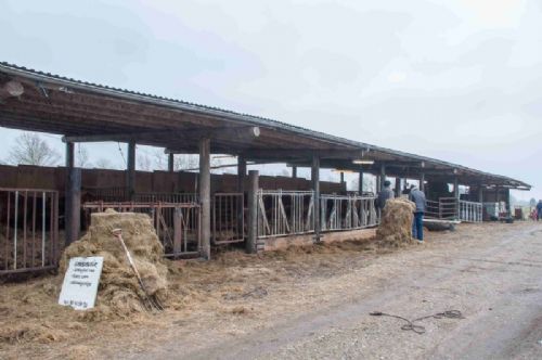 Ribemark Limousine - En stald behøver ikke være bygget af mursten – det så de besøgende hos Ribemark Limousine ved Ribe i område Syd