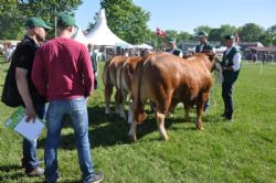 Roskilde dyrskue 2017 stemningsbilleder - Tyre bedømmelse