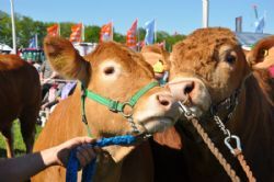 Roskilde dyrskue 2017 stemningsbilleder - Kærlighed på toppen