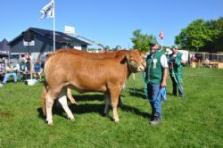 Roskilde dyrskue 2017 stemningsbilleder - Bedste limousine