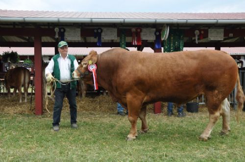 Roskilde dyrskue 2017 vinderdyr - Vaselund Polled Junior efter Hinz PP. 23 point og ærespræmie. Ejer Helga Sødergren.