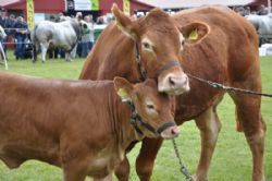 Roskilde dyrskue stemning - Ko og kalv nusser lidt i ventetiden under bedømmelsen