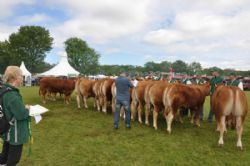 Roskilde dyrskue stemning - Dommer Jan P. Jensen vurdere grupperne