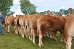 Roskilde dyrskue stemning - Fotografens yndlingsmotiv...