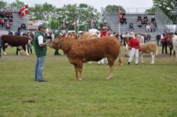 Roskilde dyrskue stemning - Bedste hundyr til interbreed 