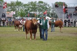 Roskilde dyrskue stemning - Interbreed for handyr