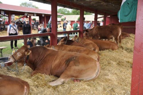 Roskilde dyrskue stemning - Dyrene har affundet sig med de mange mennesker og ståhej på Roskilde dyrskue og tager det heeelt roligt.