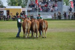 Roskilde dyrskue stemning - Dyrene skal stå ordenligt - hele tiden!