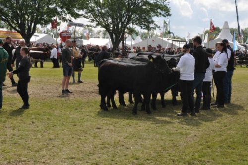 Roskilde dyrskue stemning - Lige ved og næsten. Jacob Kjærsgårds besætninge blev nr. 2 og 1.pladsen gik til Angus