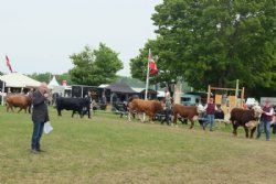Roskilde dyrskue stemning - billede 2