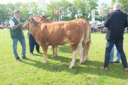 Roskilde dyrskue stemning - billede 3