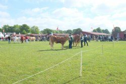 Roskilde dyrskue stemning - billede 4