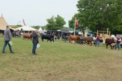 Roskilde dyrskue stemning - billede 19