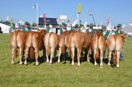 Roskilde Dyrskue Stemningsbilleder - Her et hold kvier 12-15 måneder rangeret op med Søren Petersens kvie på fløj.