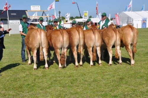 Roskilde Dyrskue Stemningsbilleder - Kvier 15-18 måneder med fløjplads til Sofiedal Henrietta fra Helle og Flemming Jensen.