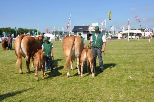 Roskilde Dyrskue Stemningsbilleder - Ko med kalv i hver sit hold. Til venstre 2  1/2– 3 år Kjeldgaard Fleur D’Or fra Præstegårdens Limousine, til højre 3-4 år Baunebo Esperanza fra Baunebo Limousine. Begge opnåede 23 point.