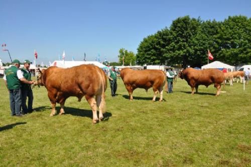 Roskilde Dyrskue Stemningsbilleder - De store tyre lines op. Forrest tyre 3-4 år, hvor Søgård Eli vandt fløjpladsen over Rigkær Frodo. Yderst til højre har vi Kalkenbjerg Polled Charles alene i holdet for tyre over 4 år.