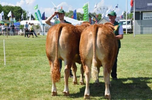 Roskilde Dyrskue Stemningsbilleder - Bedste par fra Sofiedal Limousine v. Helle og Flemming Jensen, Brovst. Ros fra dommerne, at både dyr og trækkere klædte hinanden godt!