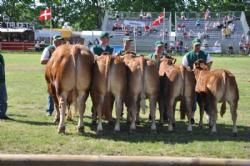 Roskilde Dyrskue Stemningsbilleder - Interbreed, hvor besætningen fra Sofiedal Limousine deltager.