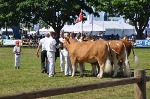 Roskilde Dyrskue Stemningsbilleder - Interbreedvinder for besætninger blev i år denne flotte simmental besætning.