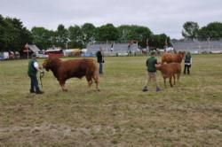 Roskilde Dyrskue Stemningsbilleder - Miniputter 0-12 år med hele 3 limousiner i slutspurten