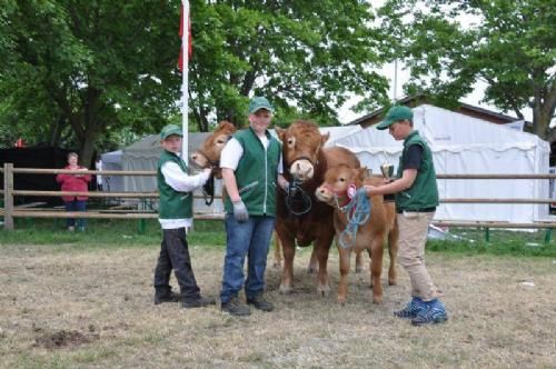 Roskilde Dyrskue Stemningsbilleder - Limousine kan være stolte af, at både 1., 2. og 3. pladsen blev taget af racen. Nicky nr. 1, Nikolaj nr. 2 og Magnus på 3. pladsen. Godt gået, drenge!