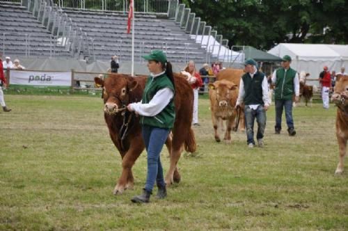 Roskilde Dyrskue Stemningsbilleder - Mønstring juniorer 13-20 år, hvor limousineracen også var flot repræsenteret i år.