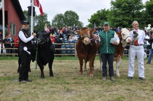 Roskilde Dyrskue Stemningsbilleder - Mønstring for Seniorer 21+. Her klarede Limousine sig også flot med en 2. plads til Lasse, som er garvet udstiller, men ny indenfor limousine.