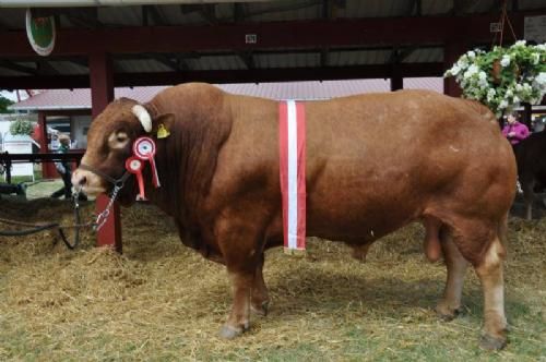 Roskilde Dyrskue Vinderdyr - Kalkenbjerg Polled Charles. Bedste køddyr, 23 point og ærespræmie. Ejer Toftegård Limousine v. Poul Nygaard, Brorfelde.