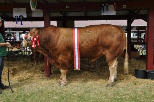 Roskilde Dyrskue Vinderdyr - Søgård Eli. Bedste ældre tyr, bedste handyr, skuets bedste Limousine og ærespræmie. 24 point. Ejer Sofiedal Limousine v. Helle og Flemming Jensen, Brovst.