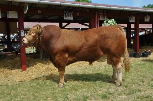 Roskilde Dyrskue Vinderdyr - Løserupgård Gympa. 23 point og ærespræmie. Ejer Løserupgård Limousine v. Hans Kjeld Hansen, Tuse Næs, Holbæk.