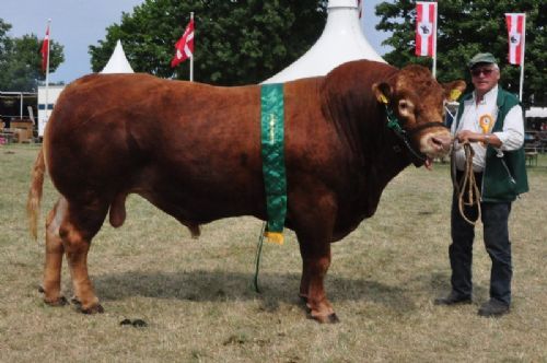 Roskilde dyrskue - Vaselund Polled Junior fra Helga Sødergren. Bedste køddyr, 23 point og ærespræmie