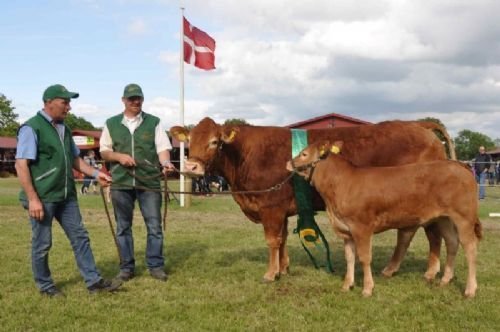 Roskilde dyrskue vinderdyr - Kit fra Alex Kurt Jepsen blev bedste ko. 23 point og ærespræmie. Koen er efter Jyderups Hannibal 