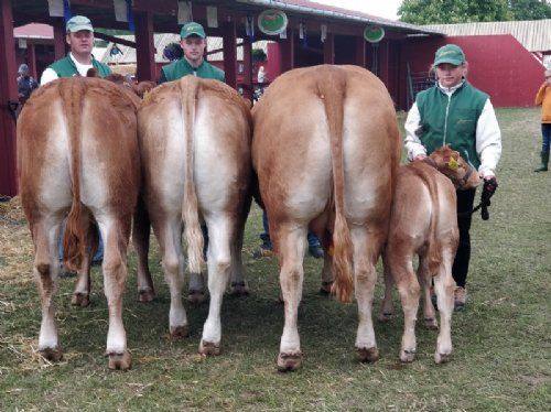 Roskilde dyrskue - Bedste Limousine besætningsgruppe og vinder af Interbreed konkurrence for besætningsgrupper. Fra Ørnebjerggård Limousine v. Anlægsgartner Jacob Kjærsgaard