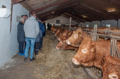 Søvang Limousine  - Snakken blandt de besøgende gik lystigt – her på fodergangen foran køerne 